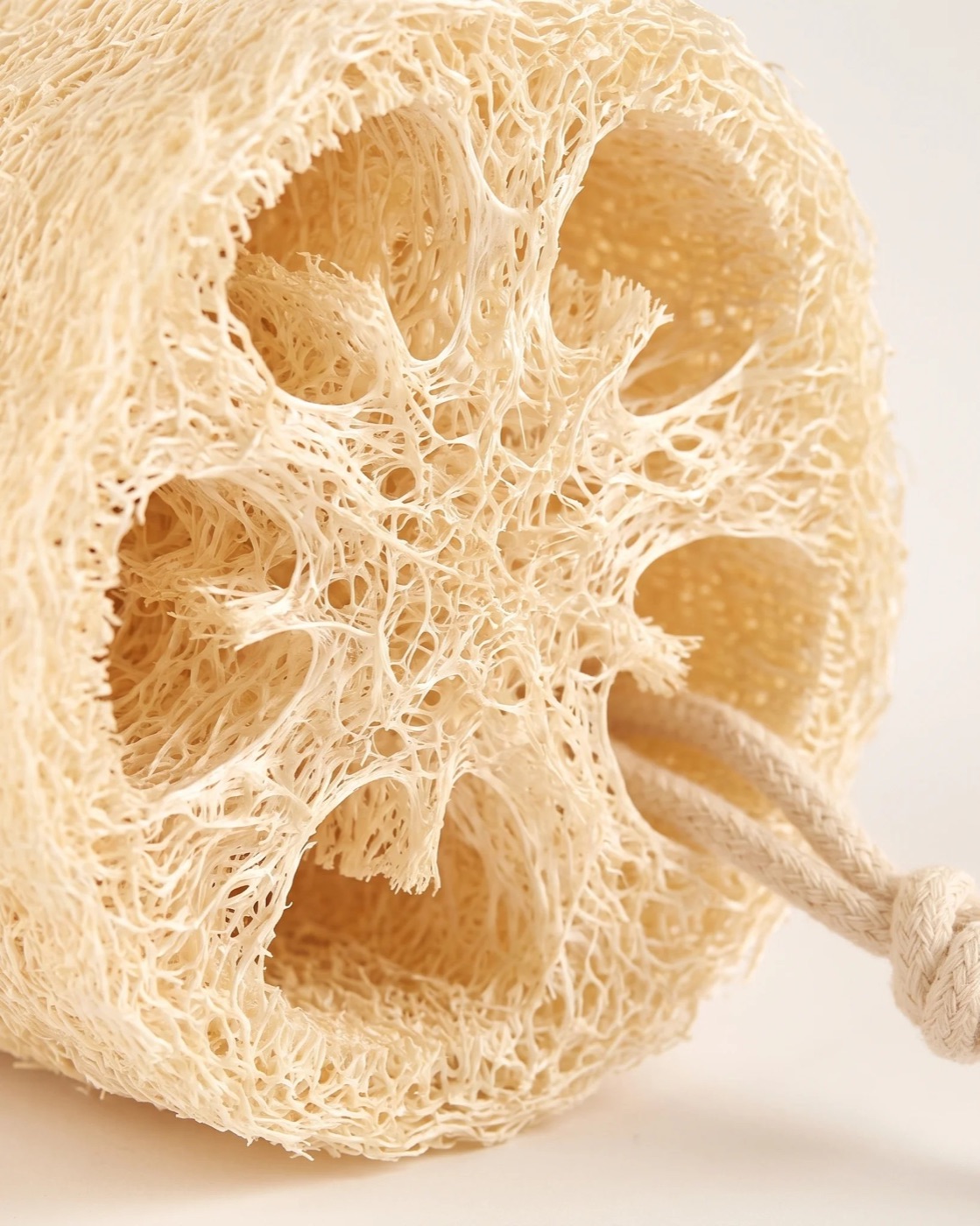 Close-up of the ridged natural fibre network inside a whole Egyptian loofah sponge